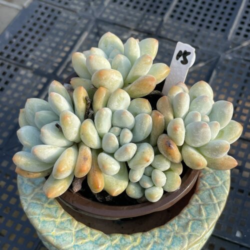 无肉不欢 香水3年生自然群生 一物一拍 多肉植物 0815更新