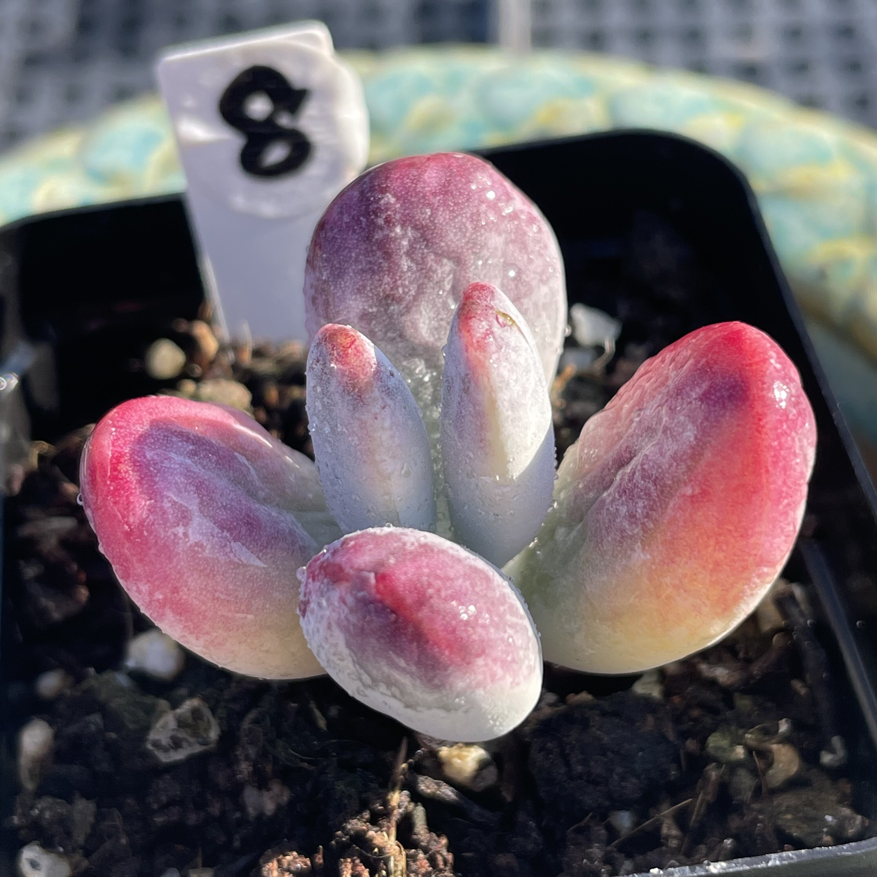 无肉不欢 乒乓福娘锦小苗 一物多肉植物