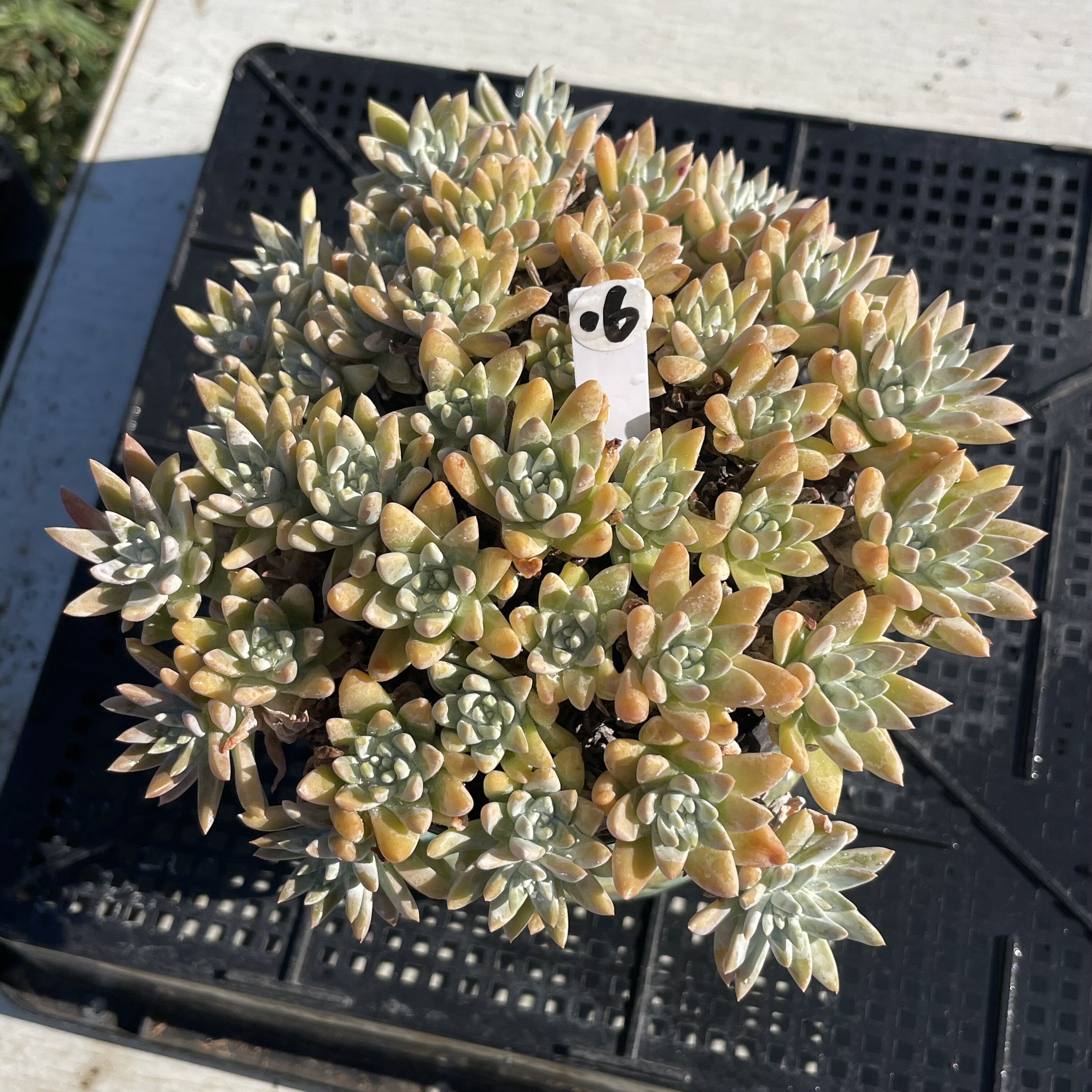 白菊老桩自然群生多肉植物