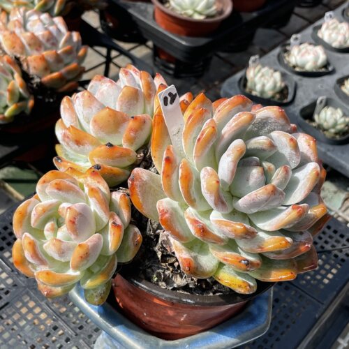 无肉不欢 雪天使 橙梦露 自然群生 5年老桩 一物一拍多肉0910更新