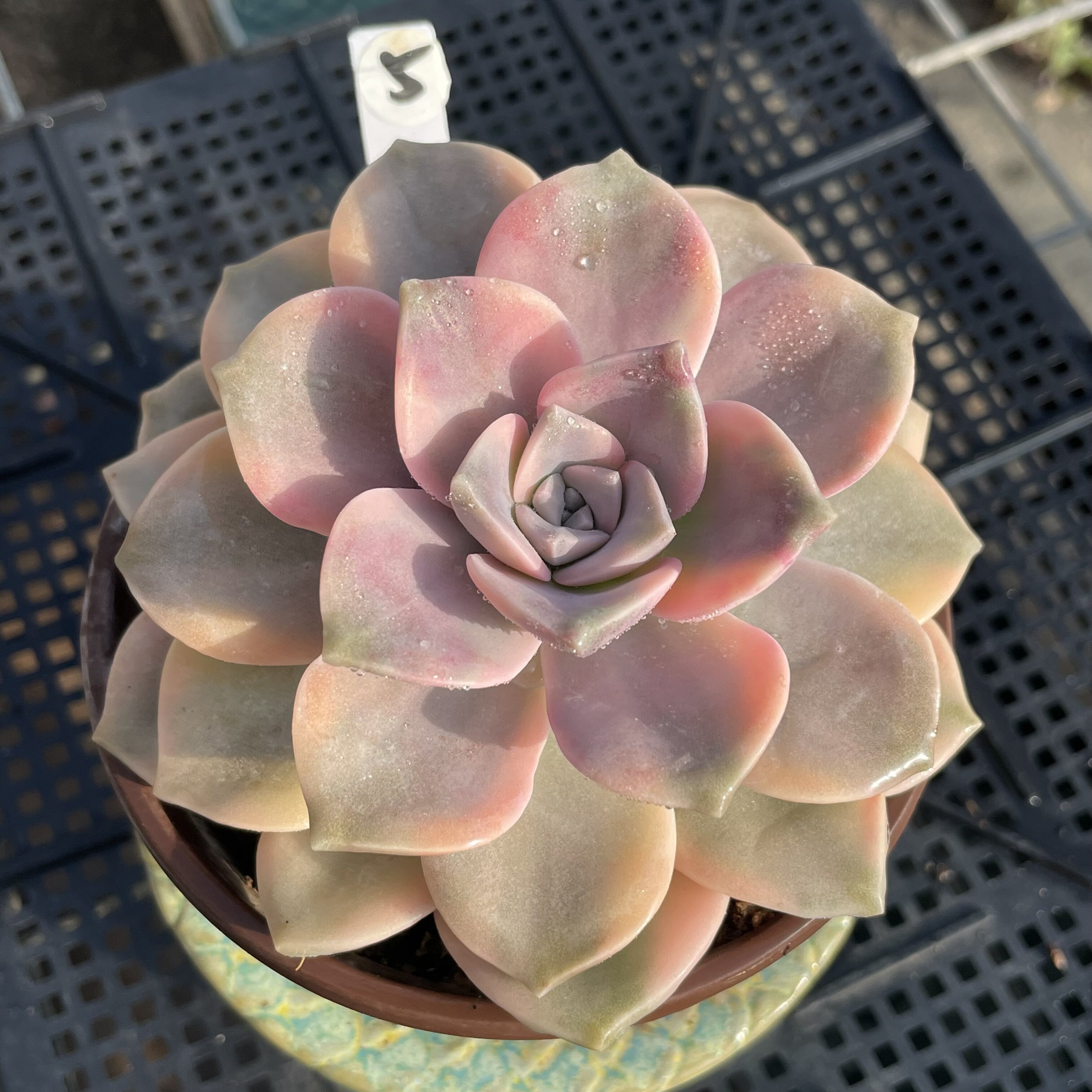 无肉不欢 紫乐锦 一物一拍 多肉植物 0309更新图片