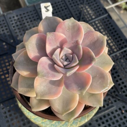 无肉不欢 紫乐锦 一物一拍 多肉植物 0309更新