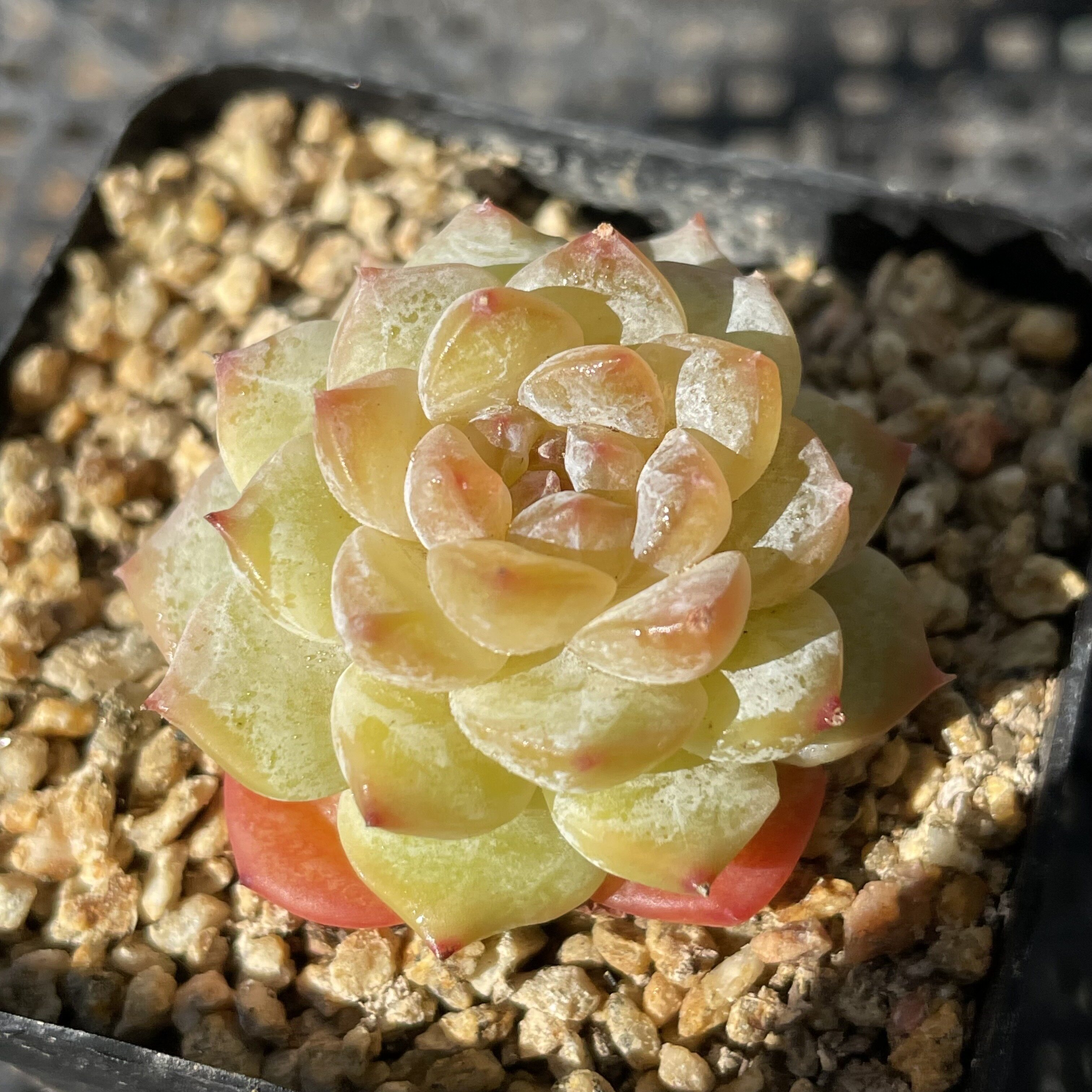 无肉不欢 橘子冰小型种贵货 一物一拍 多肉植物 0312