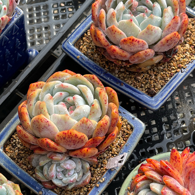 无肉不欢 精品控养雪天使3年生单头 一物一拍 多肉植物 0105更新