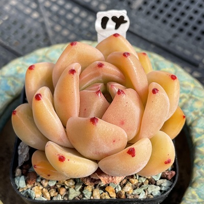 比翼鸟一物一拍多肉植物