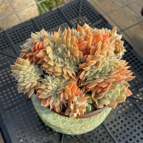 无肉不欢昂斯诺缀化多肉植物