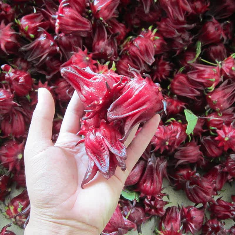 新鲜洛神花种子红桃K果玫瑰茄红果酵素花艺赏花茶整朵花庭院种子