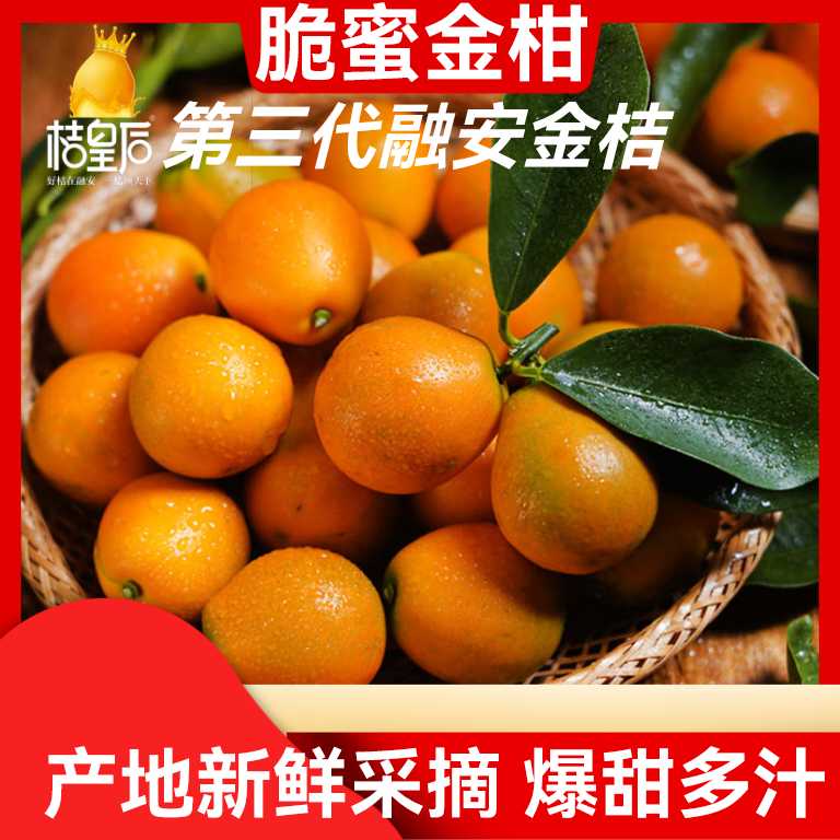 桔皇后广西融安金桔正宗三代脆蜜金柑当季水果纯甜无酸新鲜现摘发