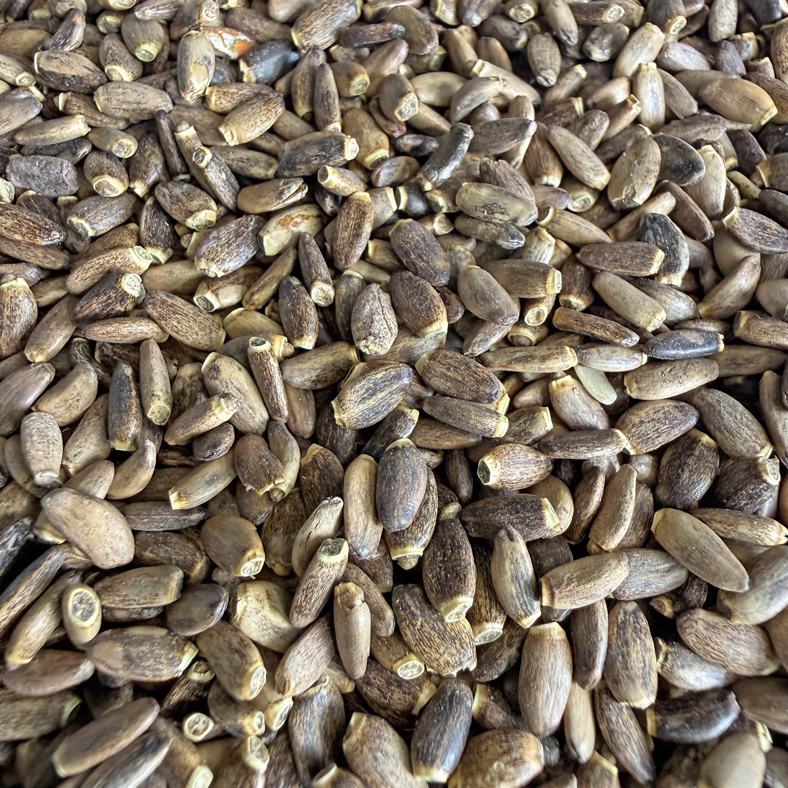 鹦鹉鸟粮带壳水飞蓟籽草子小太阳和尚牡丹玄凤鸟食奖励零食奶蓟籽