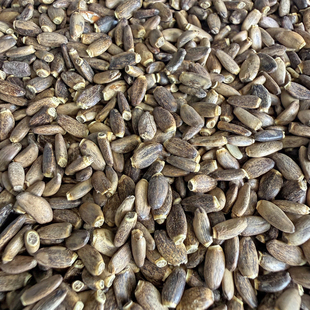 鹦鹉鸟粮带壳水飞蓟籽草子小太阳和尚牡丹玄凤鸟食奖励零食奶蓟籽