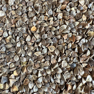 原荞麦 带壳荞麦 鹦鹉 大中型鸟类 仓鼠谷物鸟粮鸟食