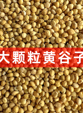 大颗粒新黄谷子带壳小米鹦鹉饲料鸟粮虎皮鹦鹉玄凤牡丹鸟食粮食