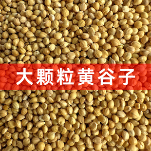 大颗粒新黄谷子带壳小米鹦鹉饲料鸟粮虎皮鹦鹉玄凤牡丹鸟食粮食