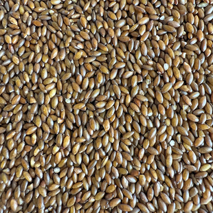 进口加纳利子脱壳鸟食金丝雀籽鸟粮无壳白尖鹦鹉零食断奶学吃辅食