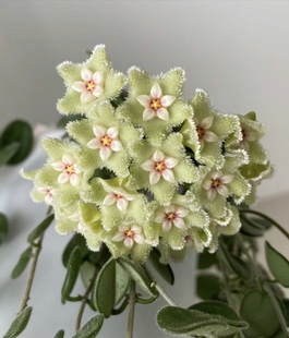 原种匍匐 原始匍匐球兰阳台室内 迷你 盆栽垂吊植物