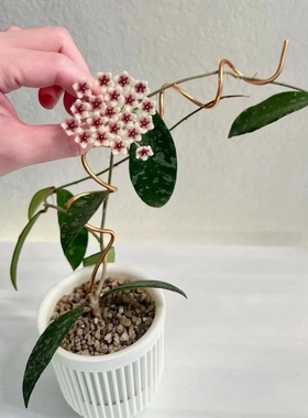 球兰 攀援垂吊植物 耐寒易养 埔瓦球兰 球兰小苗Hoya phu wua