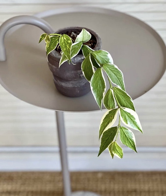 Hoya polyneura albomarginata 鱼尾外锦球兰 多脉外锦球兰