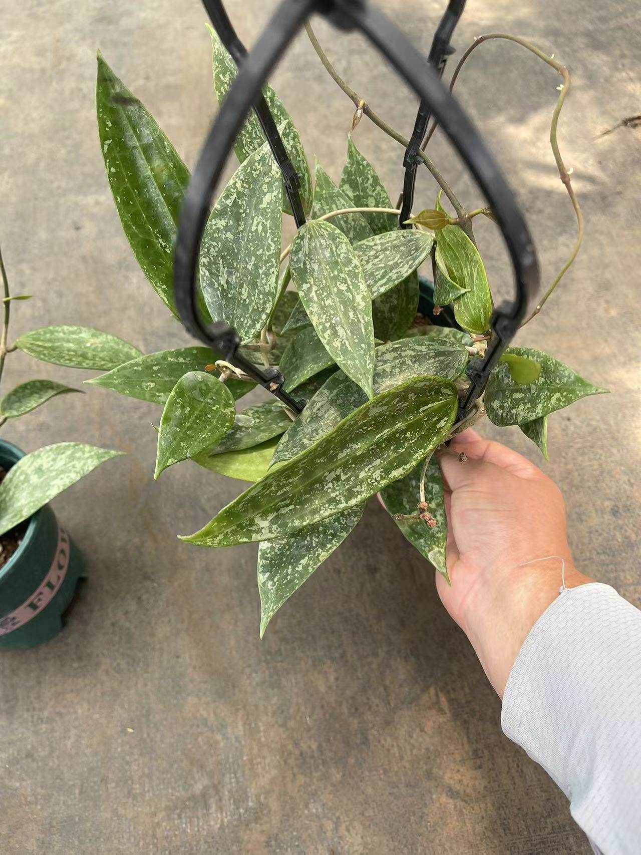 高斑罗伊球兰(hoya rangsan)清香型勤花品种