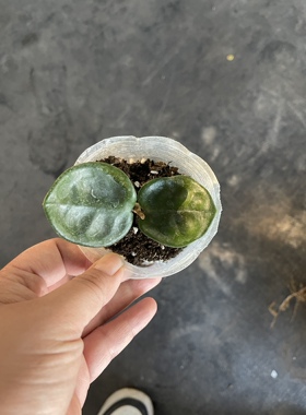 切尔西球兰正版深绿色小圆叶勤花爬藤趣味室内高级感INS风