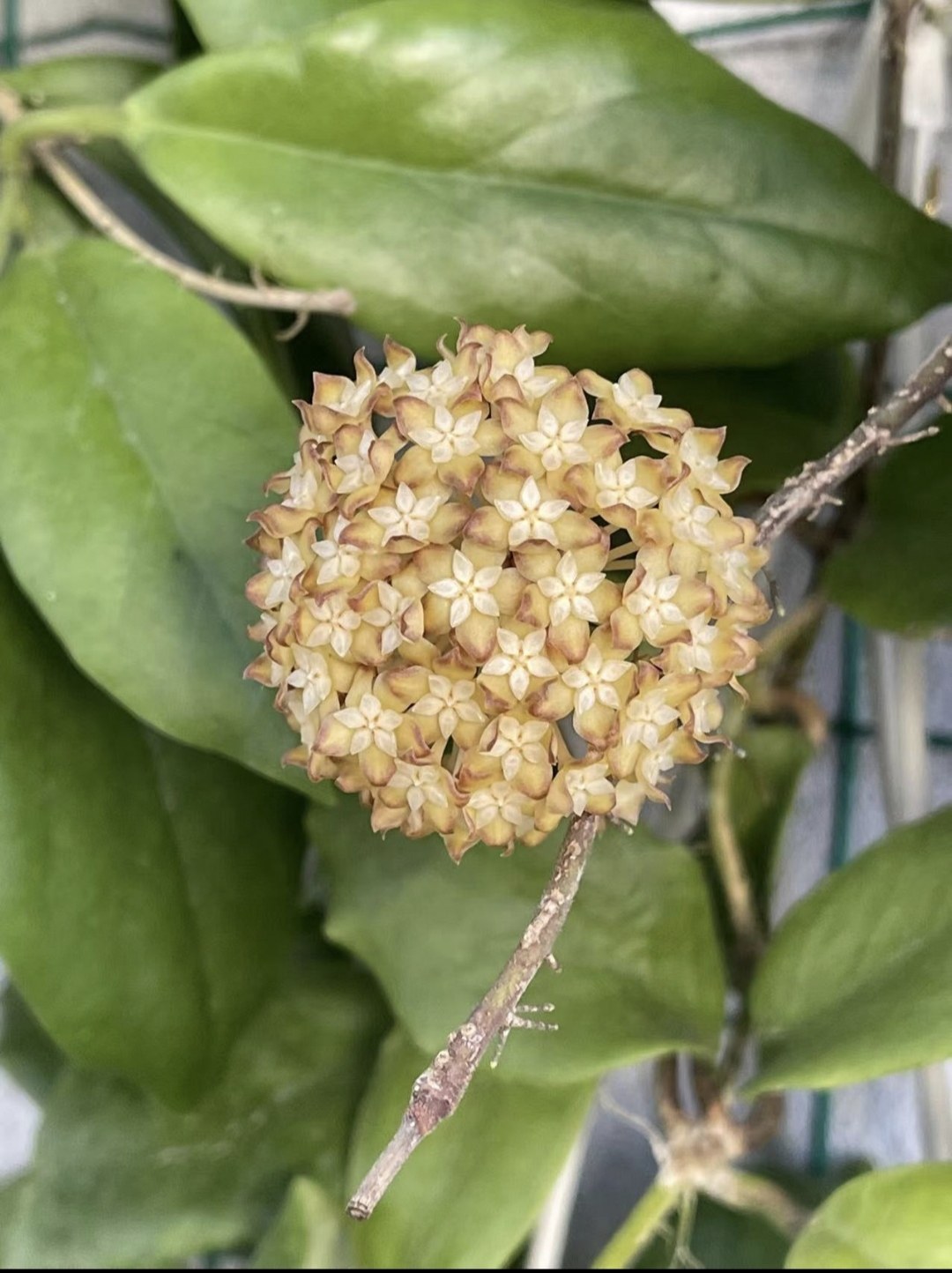 厚冠球兰hoya incrassata 原盆大苗室内 阳台 垂吊植物