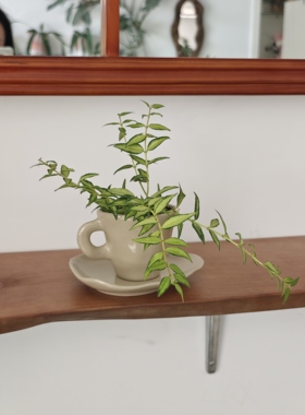 贝拉内锦球兰 (Hoya Bella Variegated) 可爱小叶片明亮金色锦