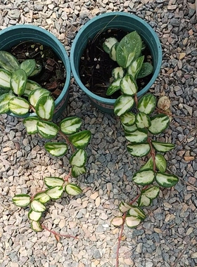 米切尔德内锦/杂交匍匐内锦球兰 (Hoya Mathilde Variegata) 新品