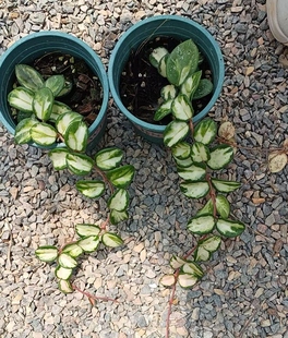 米切尔德内锦/杂交匍匐内锦球兰 (Hoya Mathilde Variegata) 新品