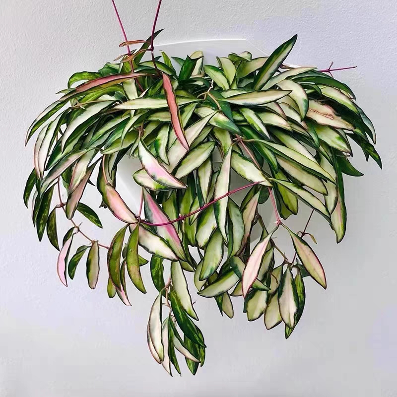 威特内锦球兰 冰糖内锦 Hoya wayetii variegata室内精选盆栽绿植