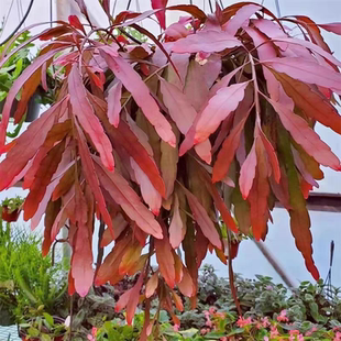 红叶丝苇室内耐高温花卉红领带丝韦懒人观叶植物开花阳台垂钓好养