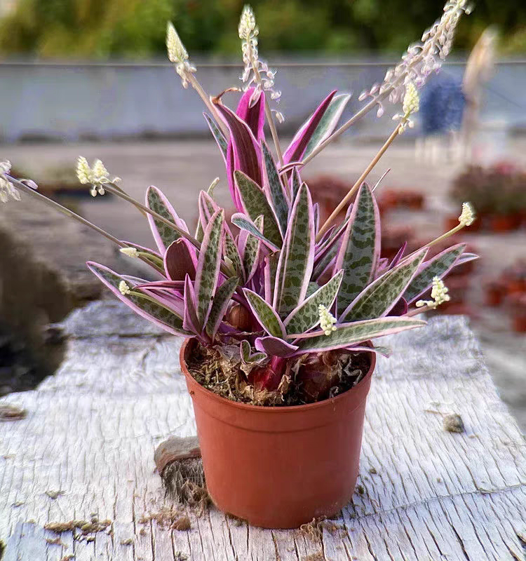 油点百合锦块根植物可爱多肉仙人球室内好养办公室群生绿植小盆栽