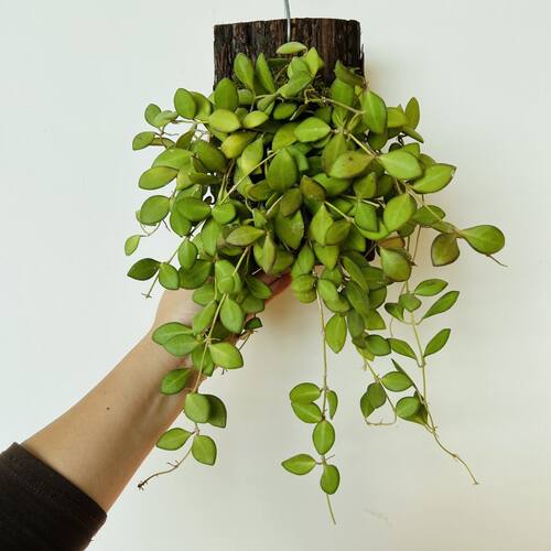 球兰室内外垂吊植物板植