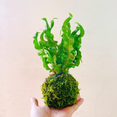 火焰鸟巢蕨净化空气好养