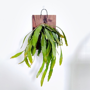 丝苇板植玻利维亚雨林开花吊兰垂藤耐阴好养懒人壁挂式 倒吊绿植