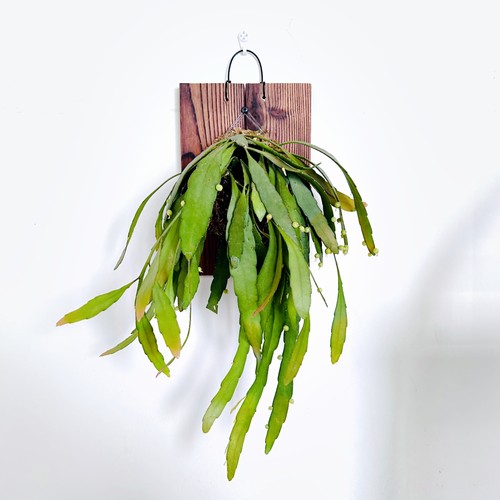 丝苇玻利维亚垂钓植物手工上板