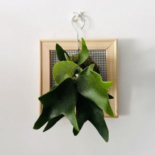 二岐鹿角蕨板植鹿角蕨ins新奇植物北欧挂板植物森系网红蕨类植物