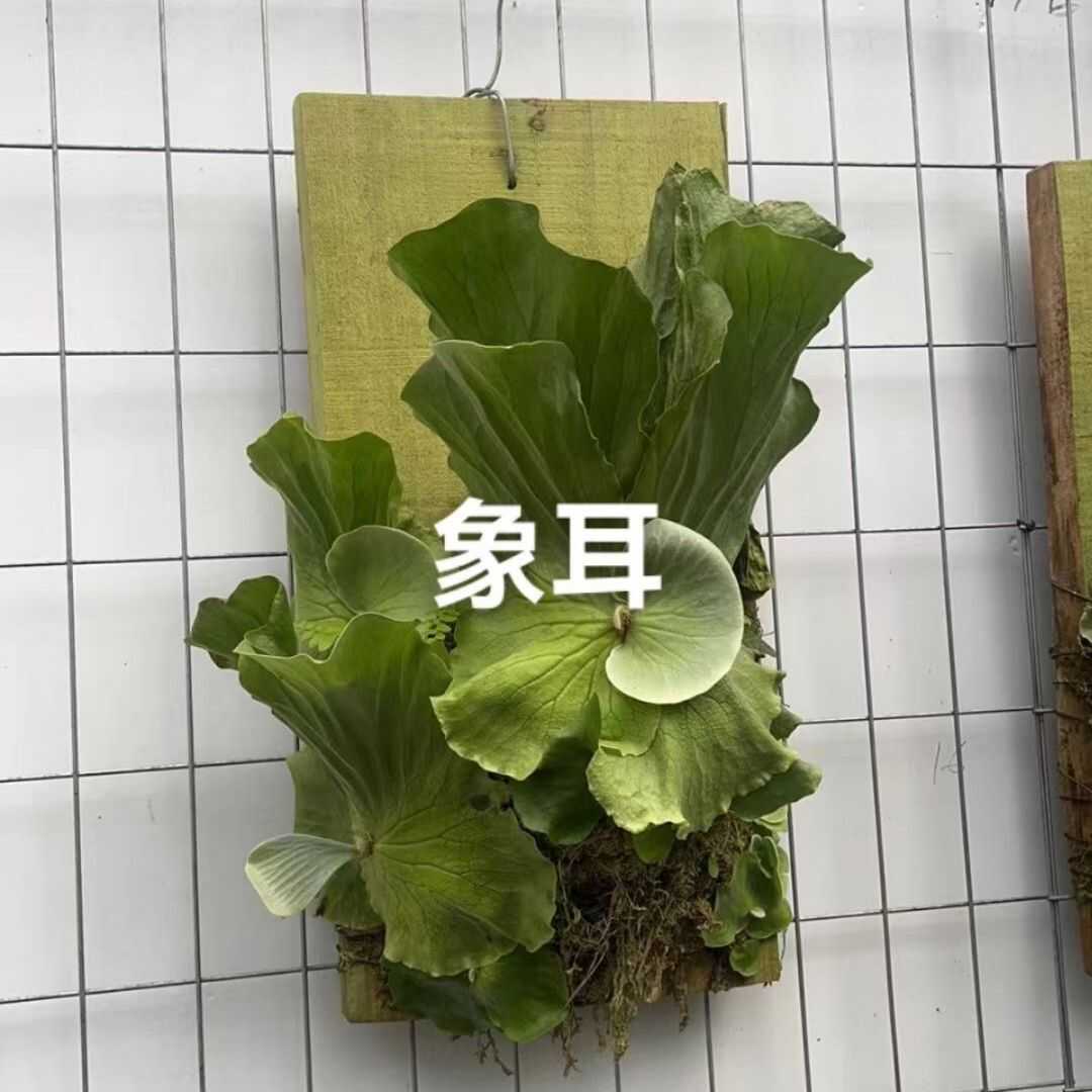 各种稀奇各种古怪鹿角蕨大全