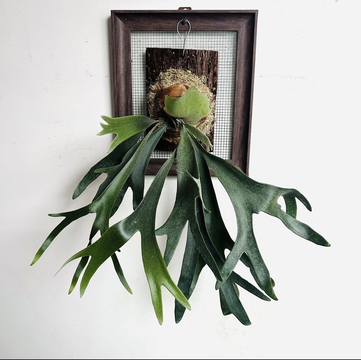 直播专拍链接 相框款 精品款 二岐鹿角蕨 一物一拍