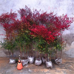 南天竹树苗室内盆栽植物火焰红南天竺苗庭院耐寒绿化小苗四季绿化