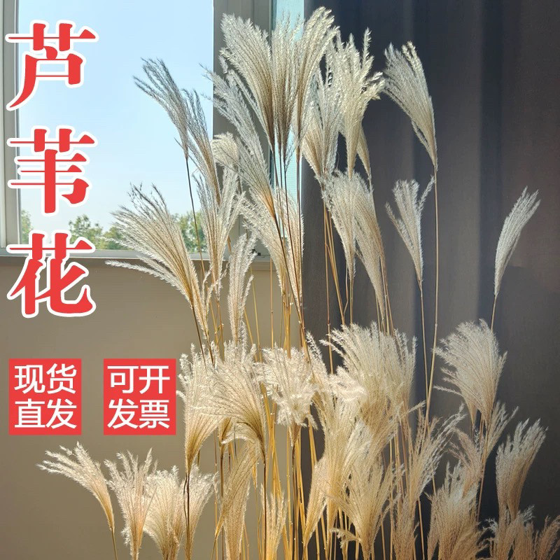 芦苇永生花束蒲苇橱窗装饰摆件