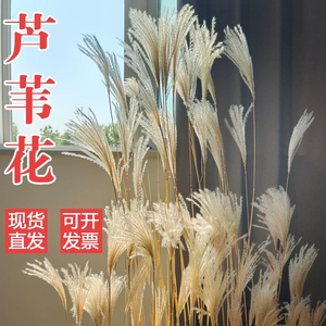 芦苇永生花束蒲苇橱窗装饰摆件