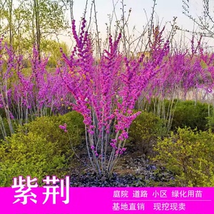 紫荆花树苗耐寒花卉植物庭院丛生