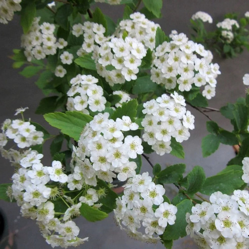 珍珠梅菱叶绣线菊耐寒耐热好养