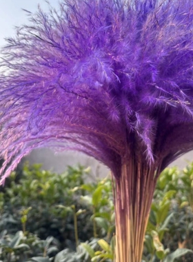 芦苇干花紫色蒲苇花粉色紫罗兰蓝色婚庆装饰道具花束摆件北欧风格