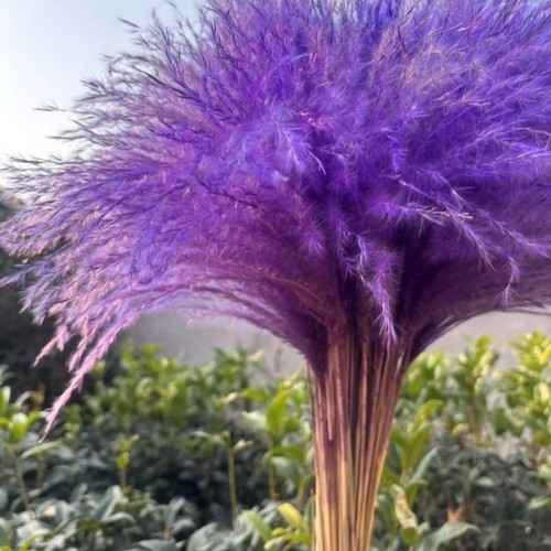 蓝色蒲苇花束芦苇干花