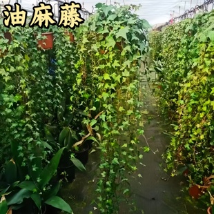 油麻藤爬山虎爬藤植物爬坡矿山庭院室外开花藤蔓绿植常绿庭院造景