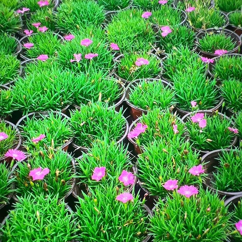 欧石竹基地直销盆栽地被植物佛甲草宿根耐寒耐旱过路黄多年生植物