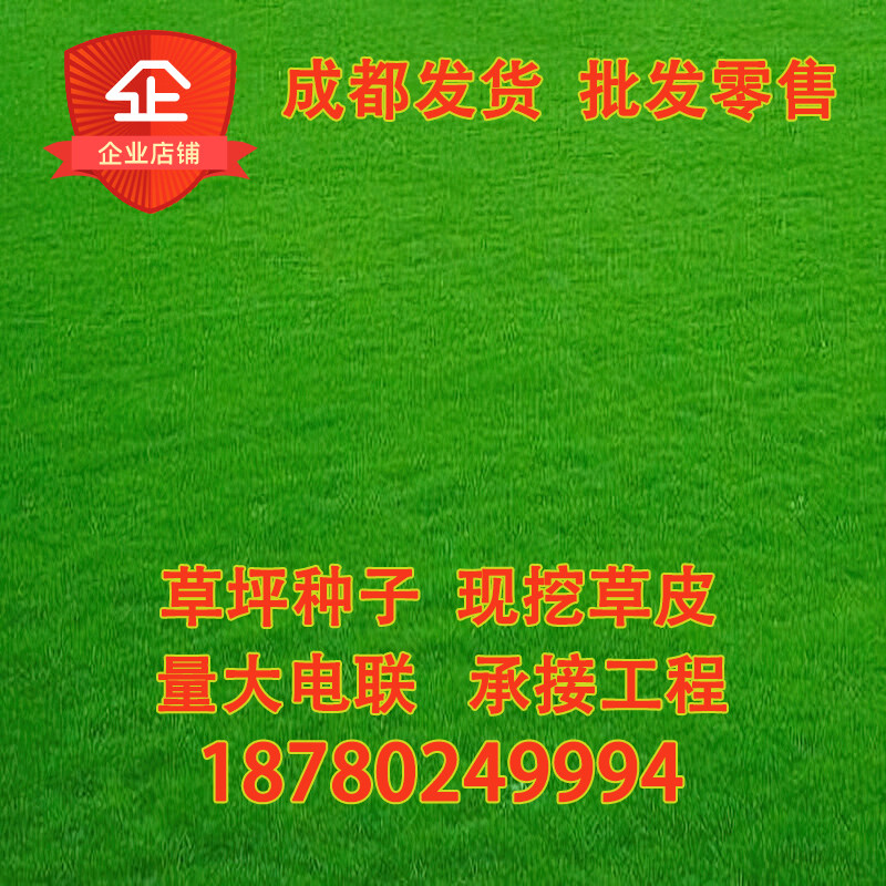 成都绿化草坪草籽种子庭院别墅护坡黑麦草马尼拉四季常青带土草皮