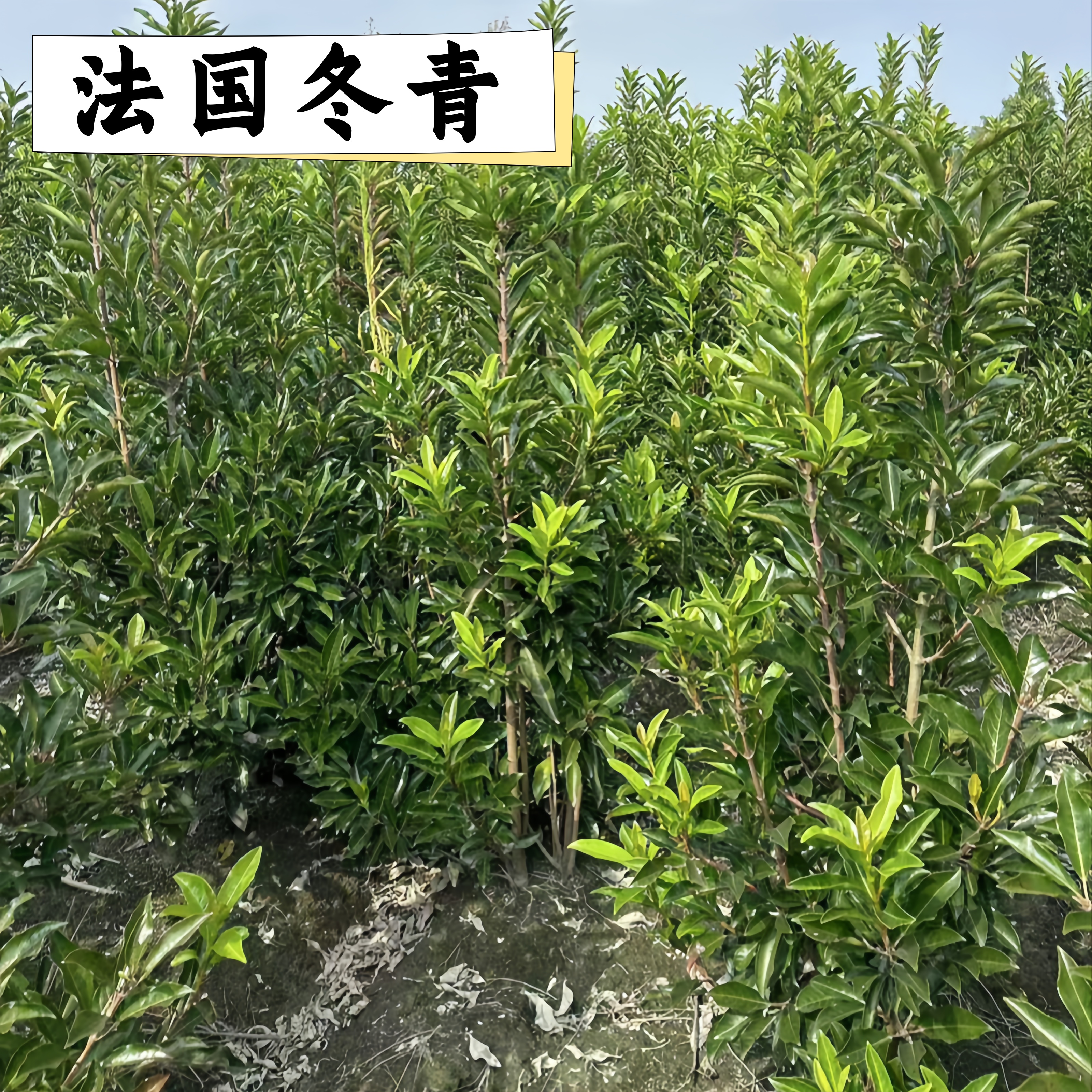 法国冬青北海道黄杨万年青天竺桂树苗四季常青篱笆墙绿篱围栏法国