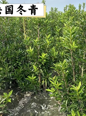 法国冬青北海道黄杨万年青天竺桂树苗四季常青篱笆墙绿篱围栏法国