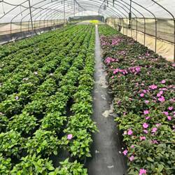 新几内亚凤仙花盆栽 凤仙花耐热耐晒 阳台庭院四季开花易爆盆